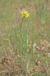 Yellow Salsify