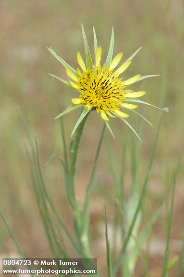 Tragopogon dubius