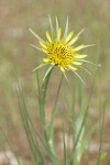 Yellow Salsify blossom