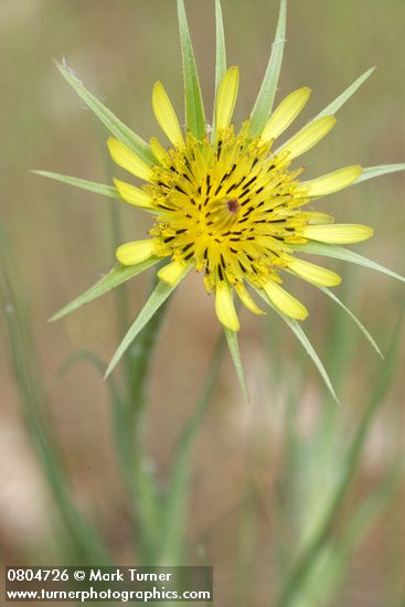 Tragopogon dubius