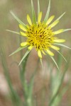 Yellow Salsify blossom detail