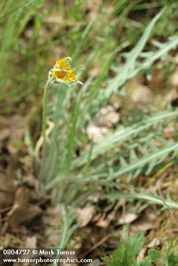 Agoseris retrorsa