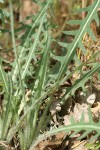 Spearleaf Agoseris foliage detail