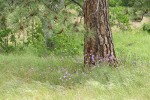 Forktooth Ookow among grasses under Ponderosa Pine