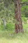 Forktooth Ookow among grasses under Ponderosa Pine