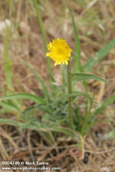 Agoseris grandiflora