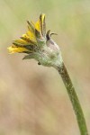 Large-flowered Agoseris blossom underside detail