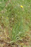 Large-flowered Agoseris