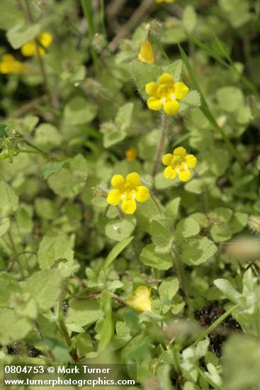 Mimulus floribundus