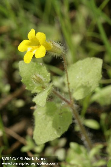 Mimulus floribundus