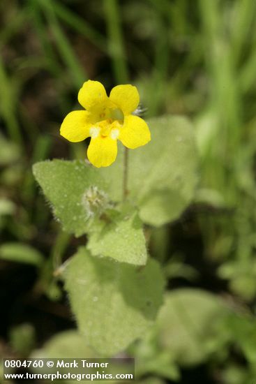 Mimulus floribundus