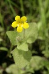 Purple-stemmed Monkeyflower