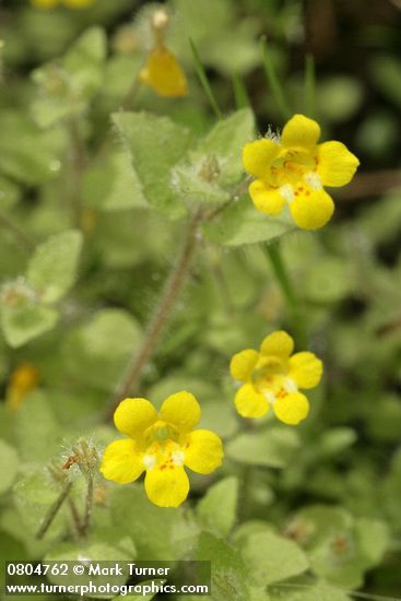 Mimulus floribundus