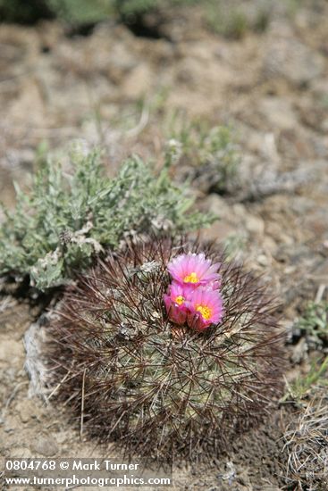 Pediocactus nigrispinus