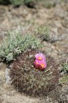 Hedgehog Cactus