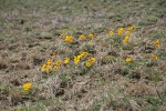 Hooker's Balsamroot