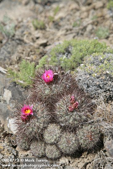 Pediocactus nigrispinus