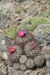 Hedgehog Cactus