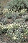 Douglas's Buckwheat