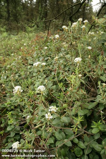 Ledum groenlandicum