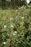 Labrador Tea