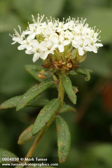 Ledum groenlandicum