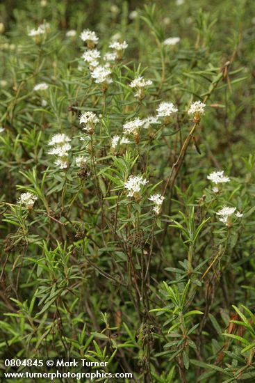 Ledum groenlandicum