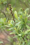 Sweet Gale female blossoms & foliage