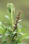 Sweet Gale female blossoms & foliage