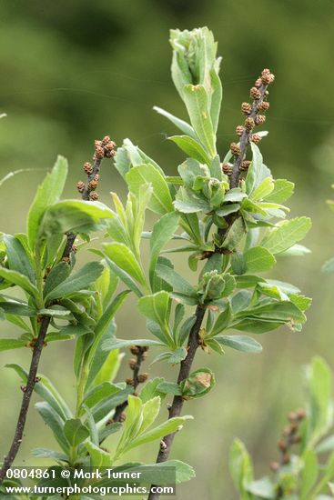 Myrica gale