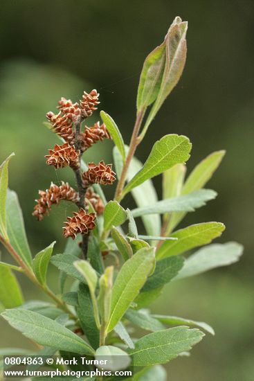 Myrica gale