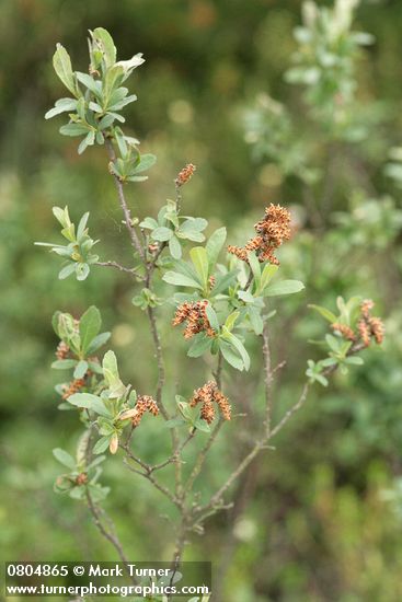 Myrica gale