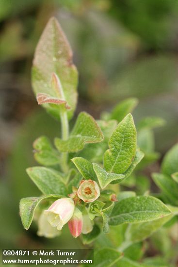 Vaccinium uliginosum