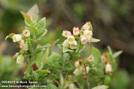 Vaccinium uliginosum