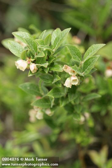 Vaccinium uliginosum