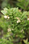 Bog Bilberry blossoms & foliage