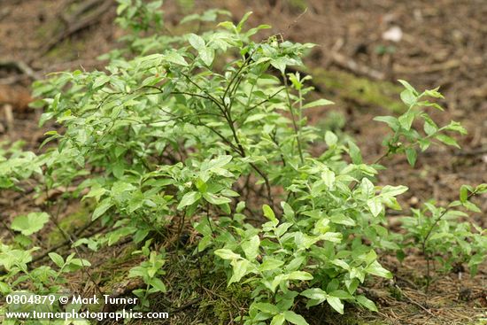 Vaccinium uliginosum