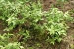 Bog Bilberry