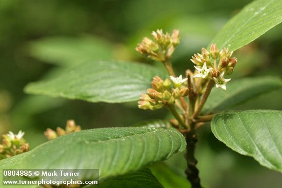 Frangula purshiana (Rhamnus purshiana)