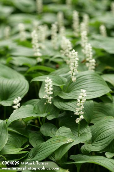 Maianthemum dilatatum