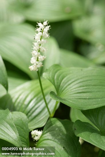 Maianthemum dilatatum