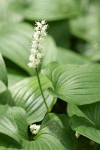False Lily of the Valley blossoms & foliage detail