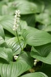 False Lily of the Valley blossoms & foliage
