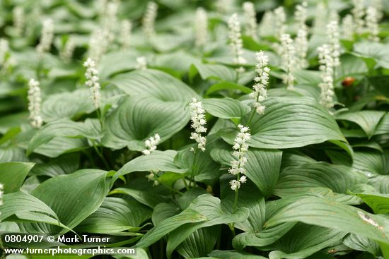 Maianthemum dilatatum