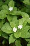 Pacific Starflower