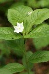 Pacific Starflower blossom & foliage