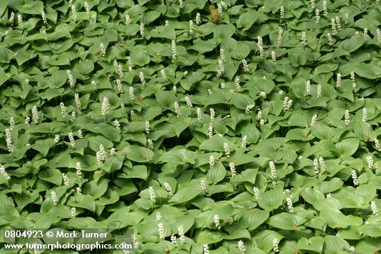 Maianthemum dilatatum