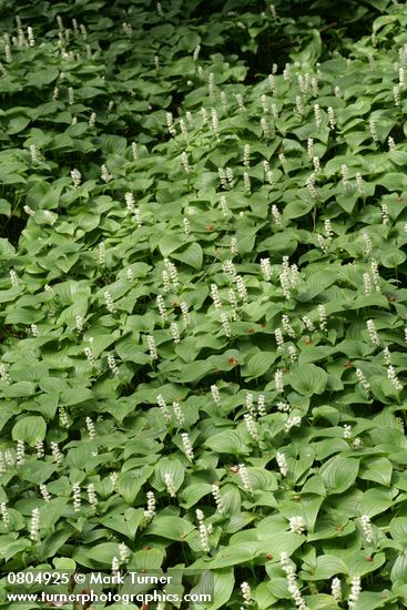 Maianthemum dilatatum