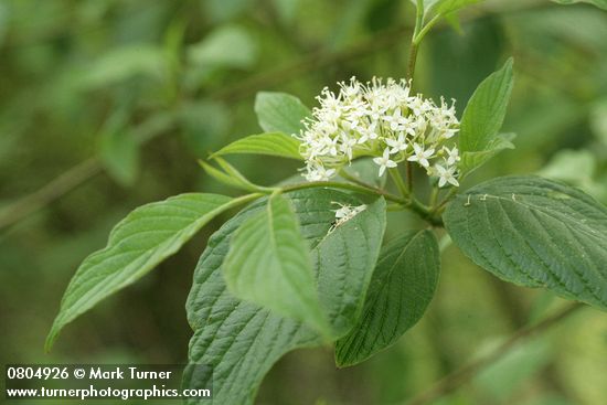 Cornus sericea