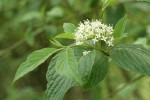 Red-osier Dogwood blossoms & foliage